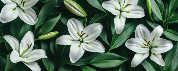 White lilies with lush green leaves on dark background