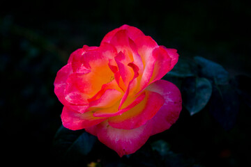 Close up of a pink rose on the green background