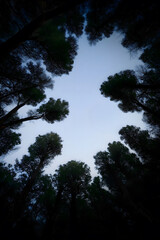 Tall Trees Encircle Dusky Blue Sky at Dusk