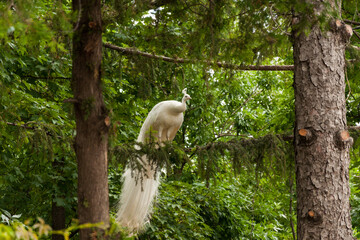 a white peacock sits on a branch between trees
