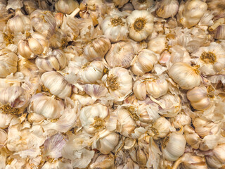 Pile of garlic bulbs in Macro detail. spices typical of Indonesian food.
