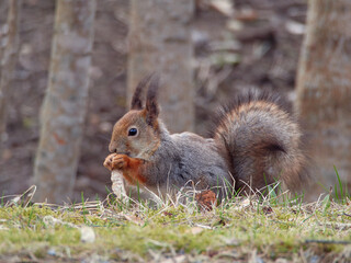 Squirrel looking for food in spring: nature of Northern Europe, Finland, April.