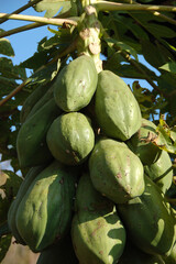 Large green papayas hanging from a tree in northern Thailand, showcasing the region’s tropical agriculture and fresh exotic fruit in a natural setting