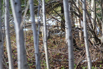 male hazel grouse among the trees in mid-May
