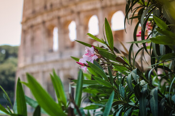 Pink flower with Colosseum in the background, Rome