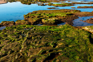Beautiful abstract pattern of sea water with stones and algae.