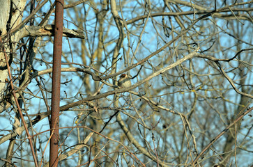 Gray sparrows on a tree
