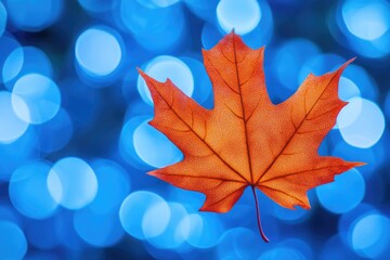 Single Vibrant Orange and Yellow Maple Leaf Against a Defocused Blue Background Celebrating Autumn