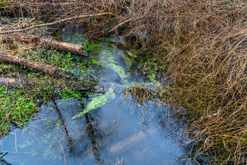 Wetlands Water Details 3