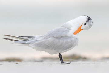 A royal tern (Thalasseus maximus) resting on the beach.