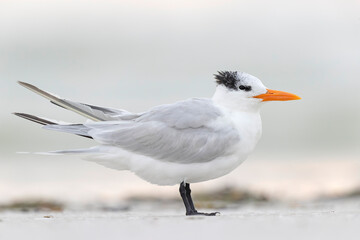 A royal tern (Thalasseus maximus) resting on the beach.