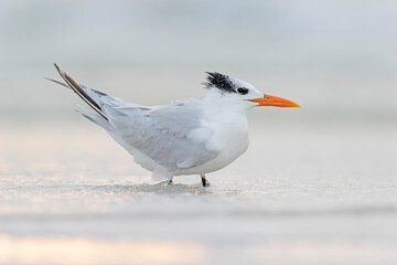 A royal tern (Thalasseus maximus) resting on the beach.