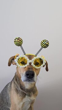 dog wearing bee costume with antennae headband sitting, nudging the camera with its nose, blinking, and winking. Vertical video with a pet close-up for advertising, promotions, holidays with animals