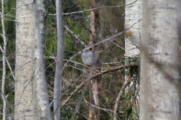 male hazel grouse among the trees in mid-May