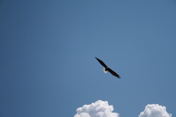 American Eagle, Adler