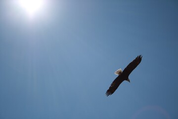 American Eagle, Adler