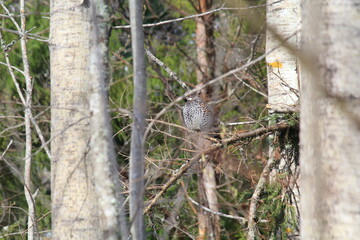 male hazel grouse among the trees in mid-May