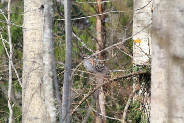 male hazel grouse among the trees in mid-May