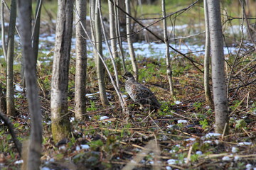 male hazel grouse among the trees in mid-May