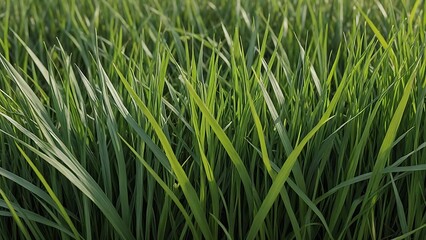 Fototapeta premium Vibrant Green Grass Blades, Lush Meadow Texture