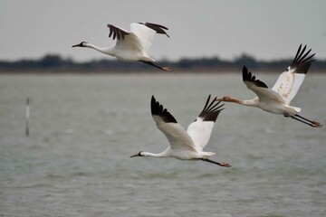 Whooping Crane Family