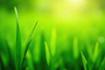 Obraz premium Vibrant Green Blades of Grass in Sunlight, a Close-Up View of Nature's Lush Beauty and Serenity