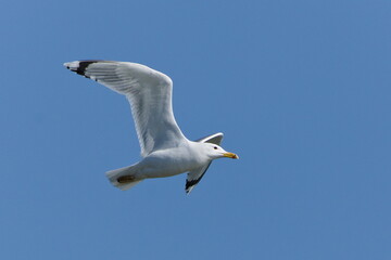 Seagull is flying above the pond. White bird Isolated on blue sky background. Nature of Czech republic.