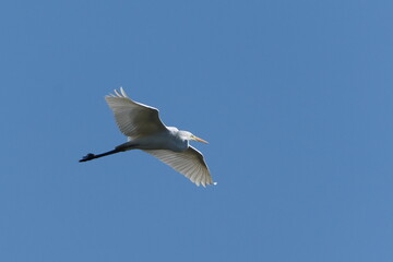 The great egret aka ardea alba is flying above the pond in Czech republic. Isolated on blue sky background.