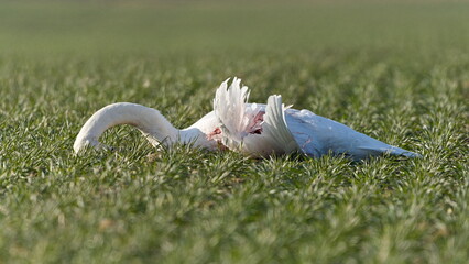 Collision with power lines caused the death of mute swan. Bird collision with electric wires....
