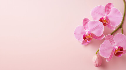Delicate pink orchid flower arrangement on pastel background