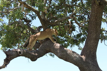 Lion climbing a tree in massai maara national park in africa