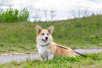 young pembroke corgi
