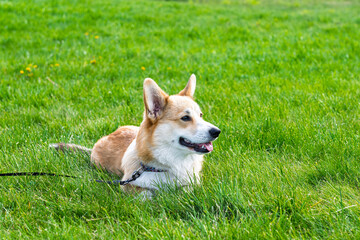 young pembroke corgi