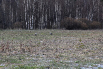 mating games of two cranes on a spring field