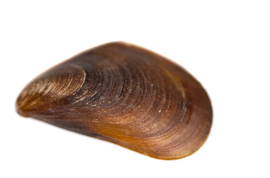 mussel shell isolated