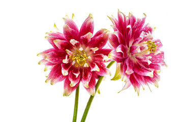 red columbine flower isolated