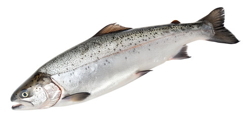 Fresh Salmon on Transparent Background