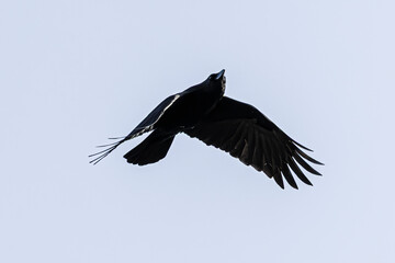 crow