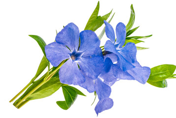 periwinkle flower isolated