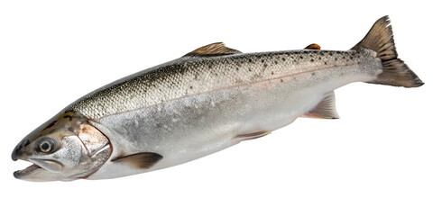 Fresh Salmon on Transparent Background