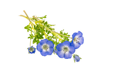 Nemophila flower isolated