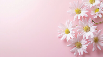 Naklejka premium Delicate pink chamomile flowers on pastel background for creative projects