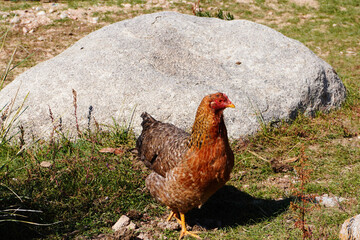 A speckled rooster with a red comb walks across muddy terrain with visible tire tracks, surrounded by clumps of dirt, rocks, and green vegetation in the background.