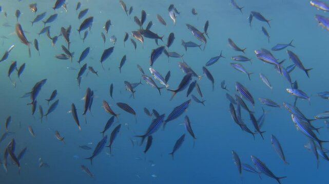 School of striated fusilier (Caesio striata) fishes, Red Sea. Video footage