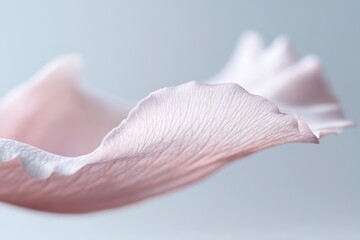 Delicate orchid petals gently float in a misty white space, illuminated by soft, ethereal lighting. The scene showcases a calming ambiance with neutral pastel tones, perfect for adding text