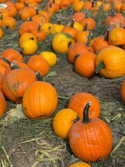 Pile of Ripe Orange Pumpkins for Fall Decorating, sitting in a field.