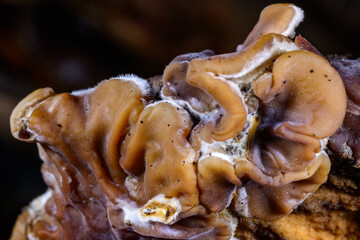 Auricularia mesenterica - saprophytic fungus growing on an old tree stump, Ukraine