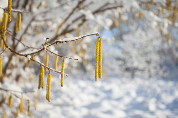 Hasel männliche Blüte