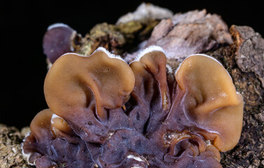 Auricularia mesenterica - saprophytic fungus growing on an old tree stump, Ukraine