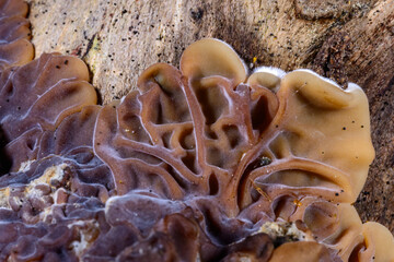 Auricularia mesenterica - saprophytic fungus growing on an old tree stump, Ukraine